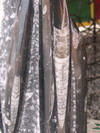 Detalle_orthoceras.jpg