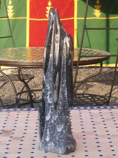 Orthoceras.jpg
